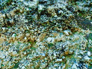 Obraz na płótnie Canvas coral reef rock stone algae shore water marine wildlife shoreline ocean rocks