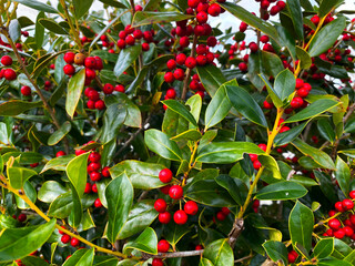 holiday christmas holly tree bush red berry shrubbery berries yuletide nature spirit mistletoe...