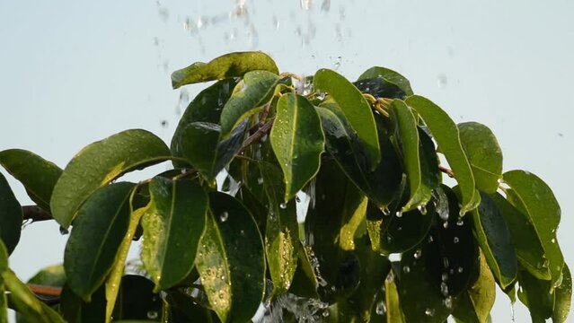 clear water pours over the jamblang tree (Syzygium cumini) on a bluish-white background.