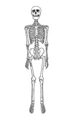 Human skeleton standing isolated over white background