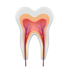 The structure of a human tooth in section. Anatomy of a molar tooth from the inside. 3d illustration.