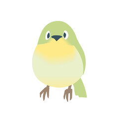 正面向きのメジロ