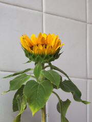 Sunflower with a white tiled wall.
