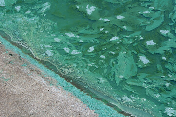 Blue green algae pollution in lake at shore of boat ramp