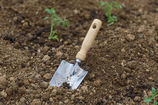 Garden tools, fresh young sprouts, seedling. Gardening concept background. Spring seasonal of growing plants. Onion, shovel, spade fork, soil.