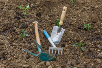 Garden tools, fresh young sprouts, seedling. Gardening concept background. Spring seasonal of growing plants. Onion, shovel, spade fork, soil.