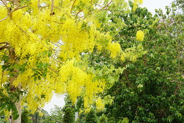 Fototapeta premium Golden Shower Tree