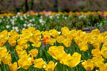 A field of beautiful yellow tulips with one mixed flower that stands out in the garden.