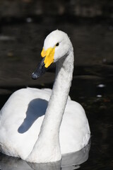 Obraz premium オオハクチョウ