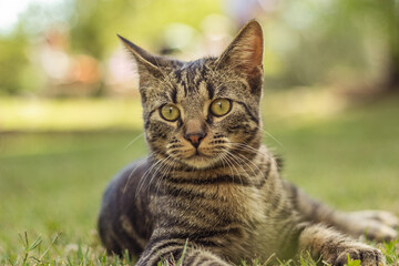 cat on grass looking alertness