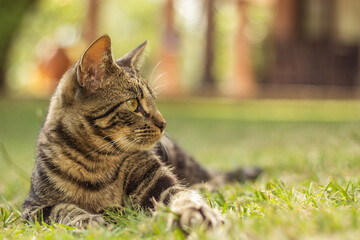 Naklejka na ściany i meble cat on grass looking alertness