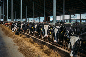Holstein Frisian diary cows in free livestock stall - obrazy, fototapety, plakaty