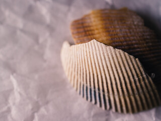 Close up of a seashell