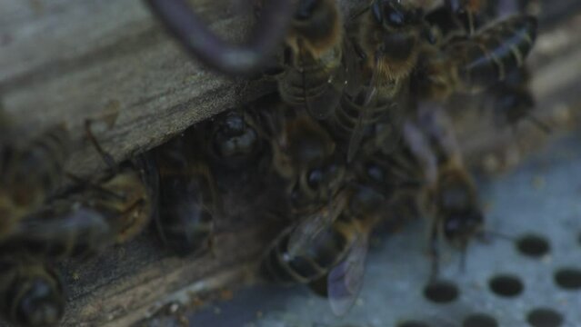 Abejas en la entrada de la colmena en primavera. colmena en primavera.