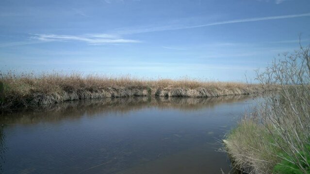 Marshlands and wildlife in the bay area California