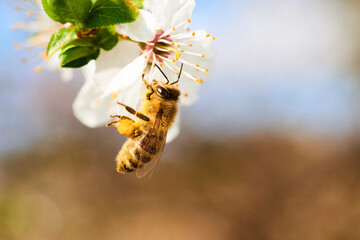 Bee pollinating apple blossoms. A bee collecting pollen and nectar from a apple tree flower. Macro...