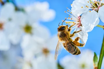 Deurstickers Bij Bijen bestuiven appelbloesems. Een bij die stuifmeel en nectar verzamelt van een appelboombloem. Macro-opname met selectieve focus