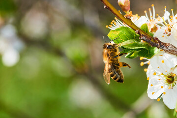 Bee pollinating apple blossoms. A bee collecting pollen and nectar from a apple tree flower. Macro shot with selective focus
