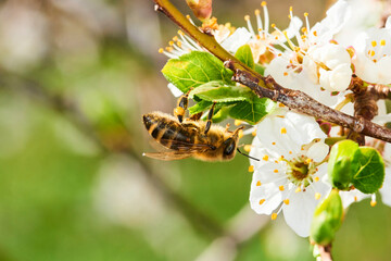 Bee pollinating apple blossoms. A bee collecting pollen and nectar from a apple tree flower. Macro...