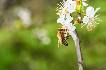 Bee pollinating apple blossoms. A bee collecting pollen and nectar from a apple tree flower. Macro shot with selective focus