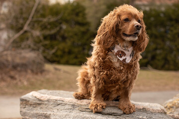Photo of a cocker spaniel dog sitting on a rock at a park. He is wearing a bandana. 