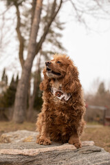 Fototapeta premium Photo of a Cocker spaniel dog sitting on a rock. He is wearing a bandana around his neck. 