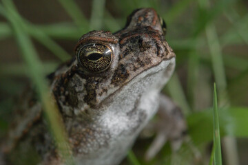 Capurgana