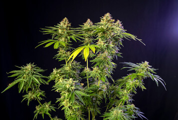 Cannabis plant with multiple colas ready to harvest - 499714433