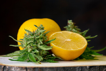 Close up of fresh Cannabis buds and lemons - 499714448