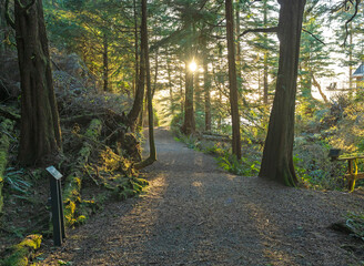 Old growth forest trail in Vancouver Island