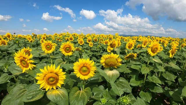 Sunflower field waves in the wind at sunny day