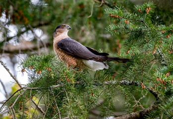 A male  Cooper`s hawk ` 
Accipitridae  cooperii ` perched in a tree looking for prey.