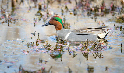 A male green- winged teal 
