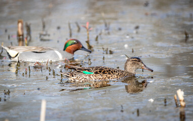 A male green- winged teal 
