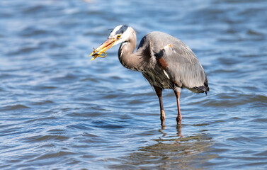 A great blue heron 