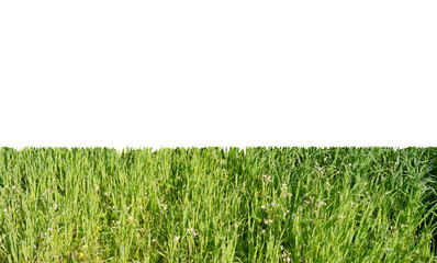 green grass field isolated on white background
