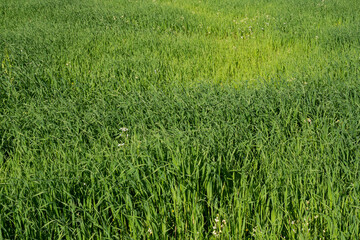 Green grass texture from the field