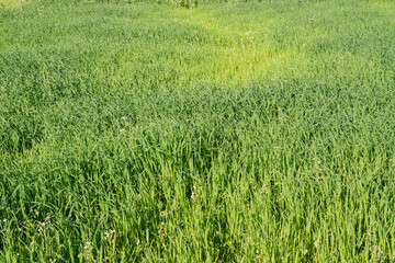 Green grass texture from the field