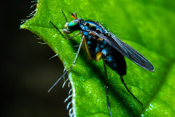 black colored fly on the top of a green leaf