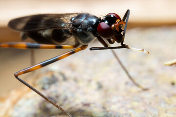 a stilt-legged fly on top of a leaf