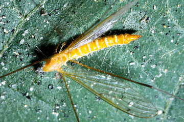 a dead orange-colored long-legged mosquito on the top of a leaf