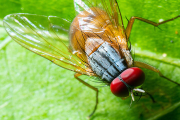 An fat tummy fly with its orange-colored tummy