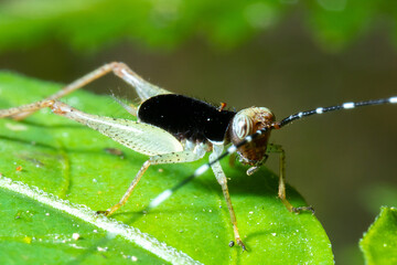 black colored grasshopper on the top of a green leaf