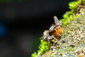 a cricket standing on the top of some moss