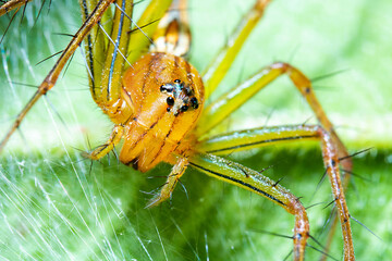an orange-colored spiky spider standing on the top of a green leaf