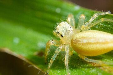 yellow transparent spider on the top of a green plant
