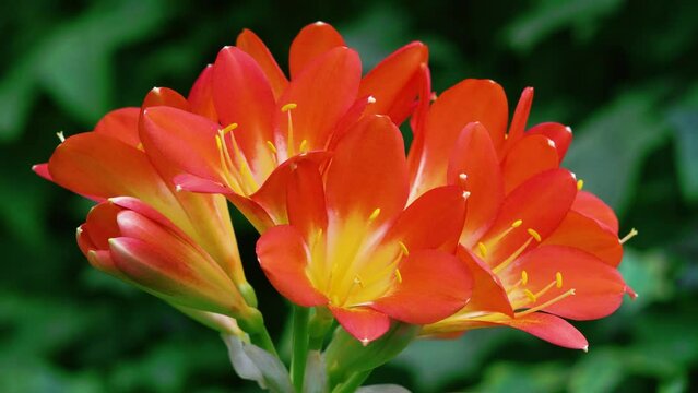 Blooming Clivia miniata flowers. Bright orange trumpets are spectacular. Spring flower season, Sun-Link-Sea Forest and Nature Resort, Nantou County, Taiwan.