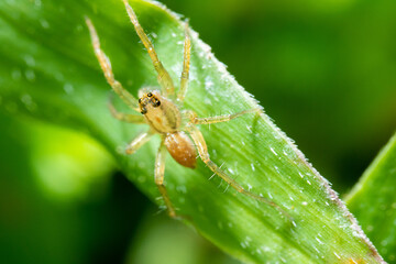 yellow spider hanging to a green leaf
