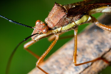 side view of an orange paddy earhead bug on the top of a hairy stalk
