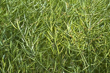 Rapeseed plant closeup